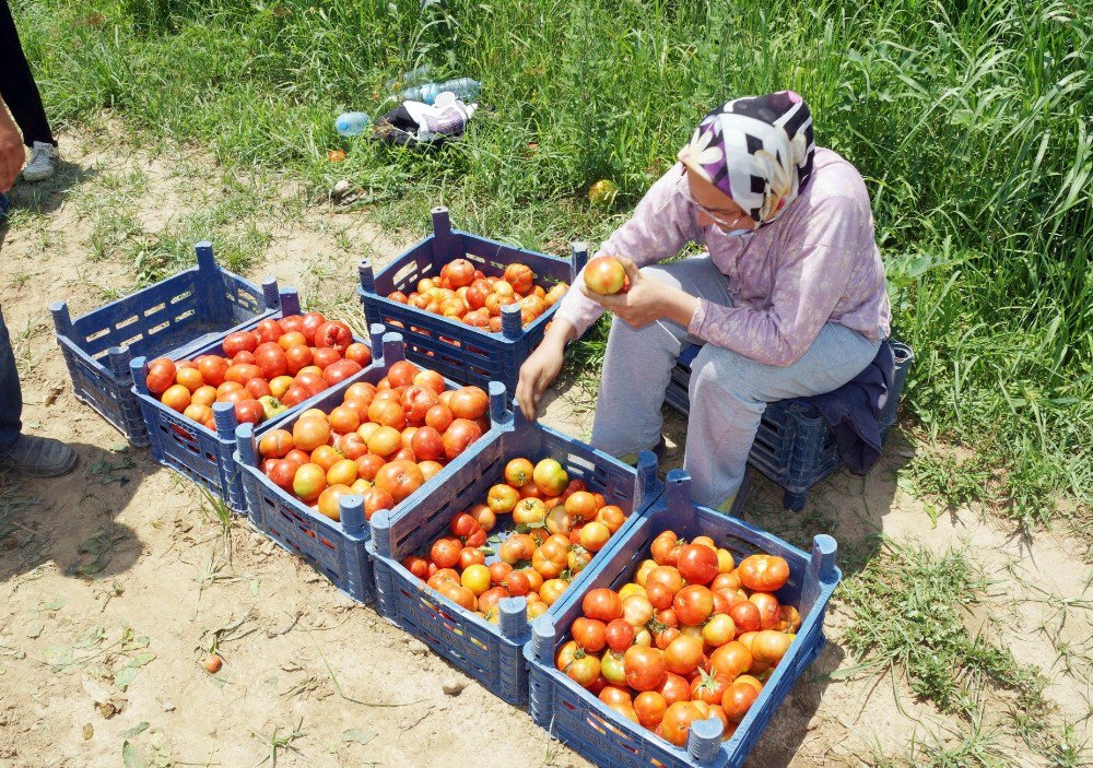 Aydın’da Tarla Domatesi Hasadı Başladı