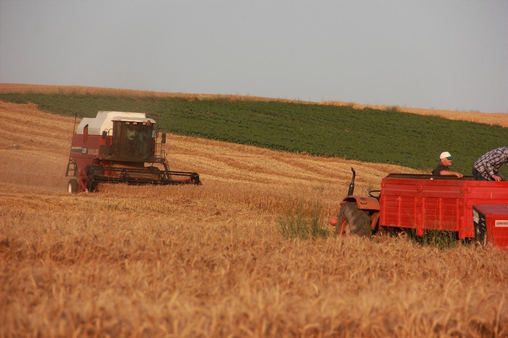 Çiftçilerin Bayram Mesaisi ‘Buğday’ Hasadı