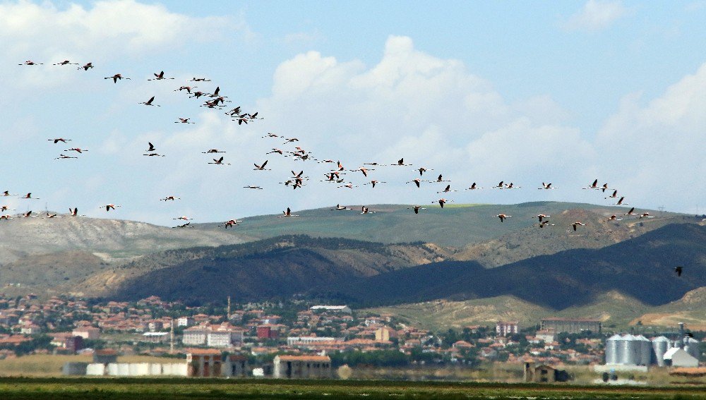 Avrupa’da Nesli Tükenme Noktasına Gelen Flamingoların Yeni Adresi Tuz Gölü