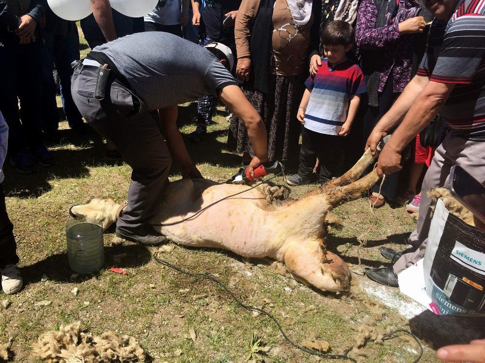 Develi’de Koyun Kırım Şenliği Düzenlendi