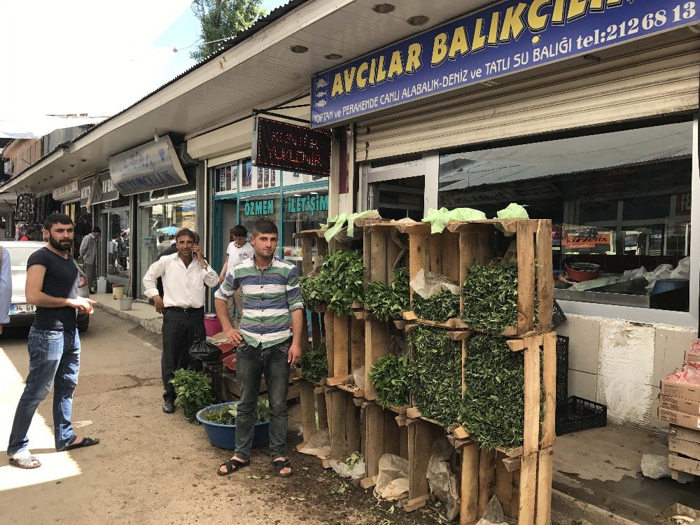 Balıkçılık Bitti, Fide Satışı Başladı