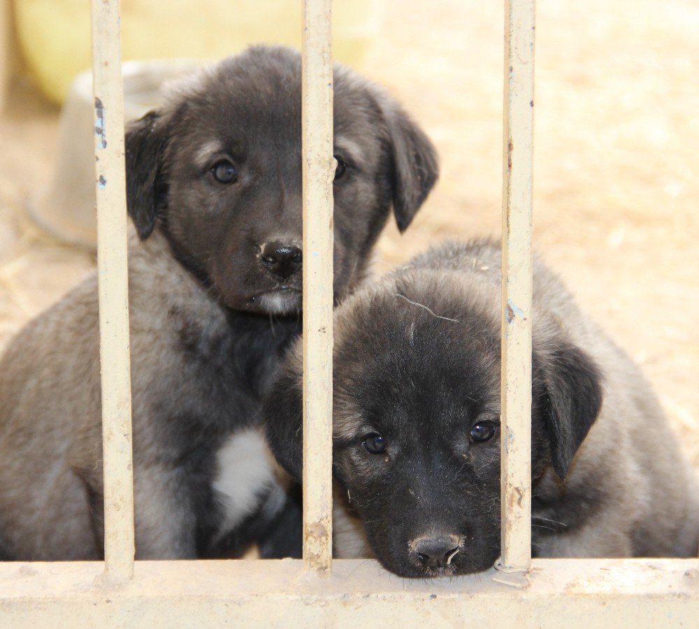 Hazır Süt Kangal Yavrularını Öldürüyor