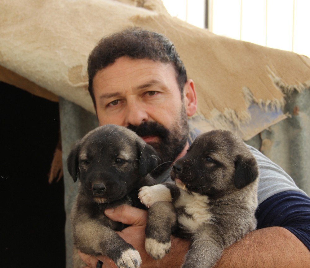 Hazır Süt Kangal Yavrularını Öldürüyor