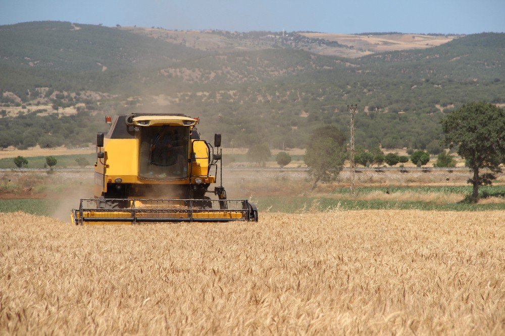 Kahramanmaraş’ta Buğday Hasadı Başladı