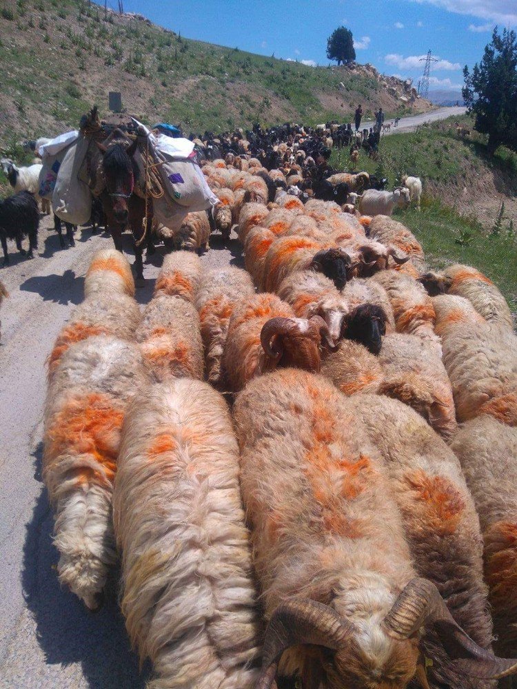 Göçerlerin 6 Aylık Hasreti Bitti