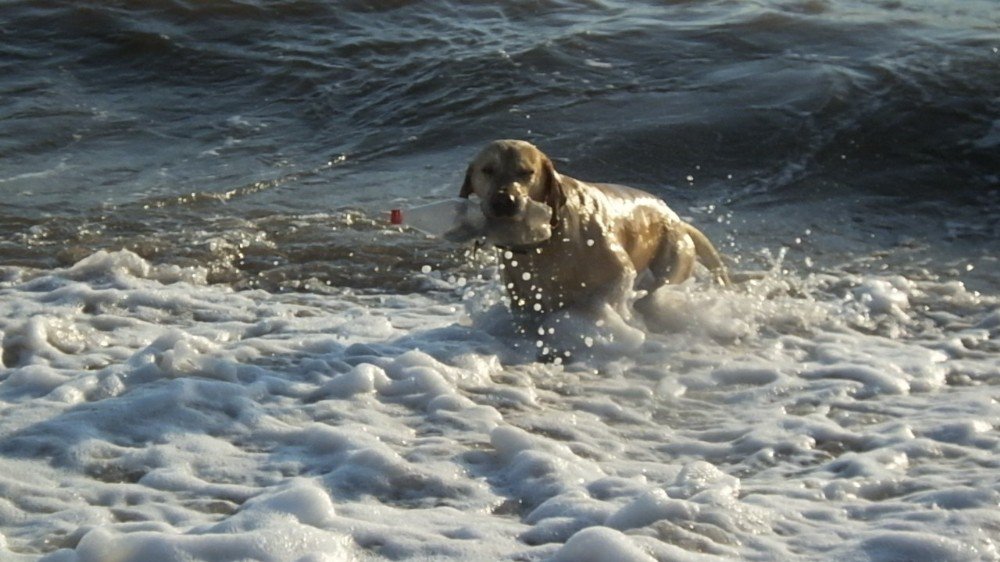 Plajdaki Köpek Tatilcilerin Maskotu Oldu