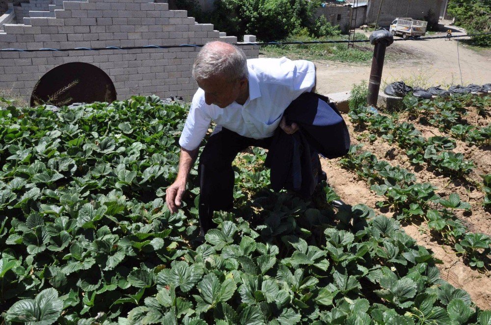 Evinin Damını Bostana Çevirdi