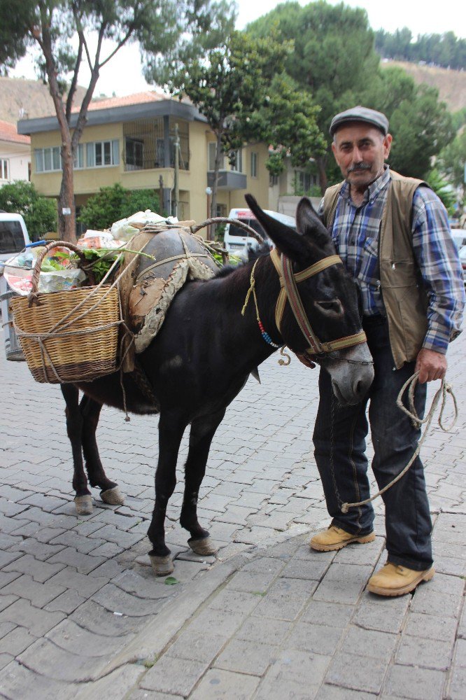 Raşit Dede, Akıllı Eşeği Sayesinde Daha Sağlıklı Olduğunu Belirtti