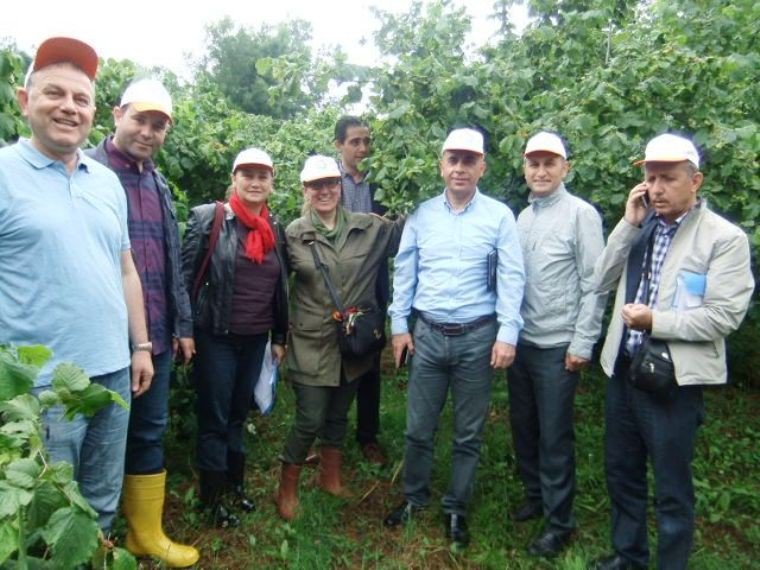 Samsun’da Fındık Rekolte Çalışmaları Tamam