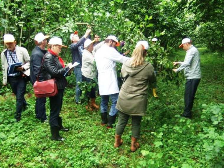 Samsun’da Fındık Rekolte Çalışmaları Tamam