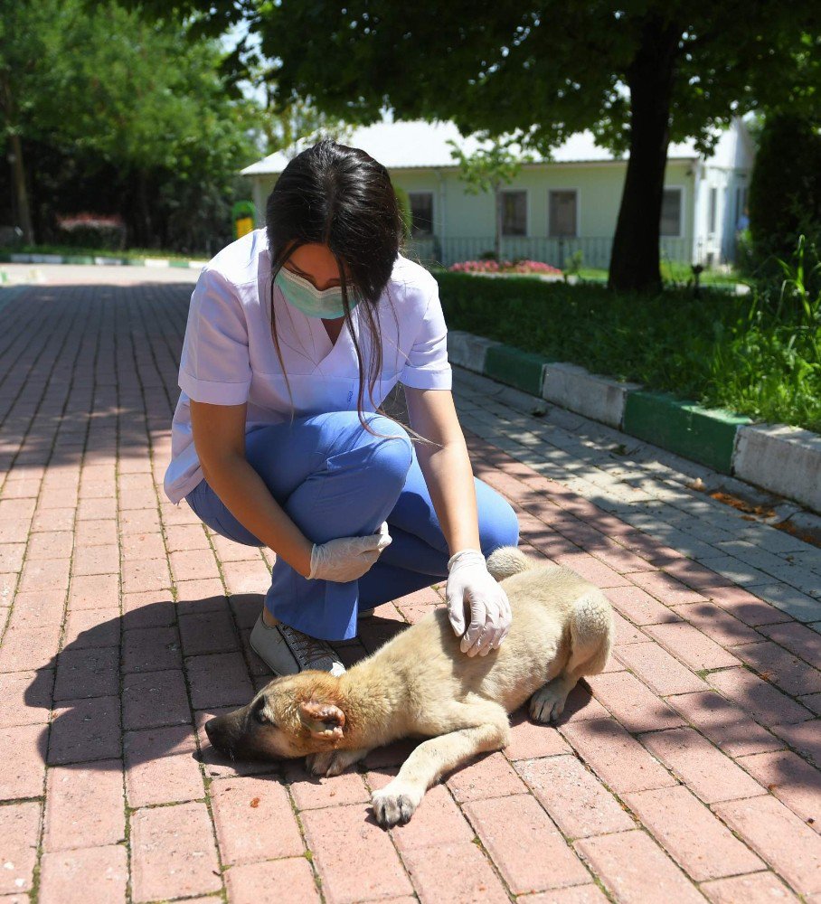 Köpeğin Kulağını Kestiler, Belediye Hayata Döndürdü