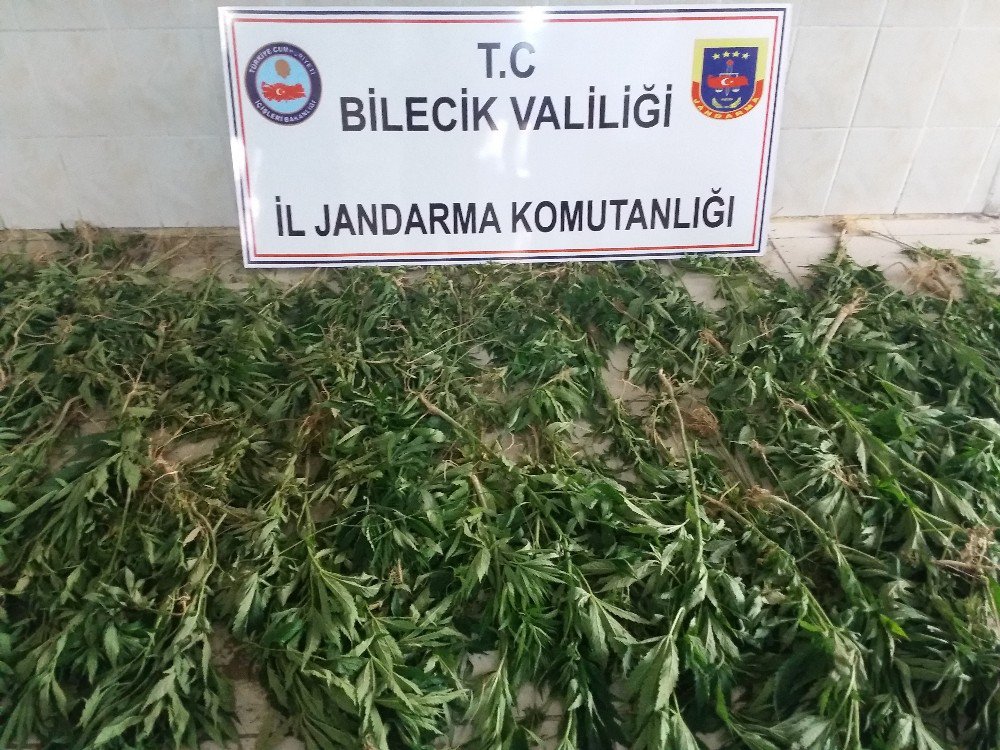 Bilecik’te 2 Bin 172 Kök Kenevir Bitkisi Ele Geçirildi