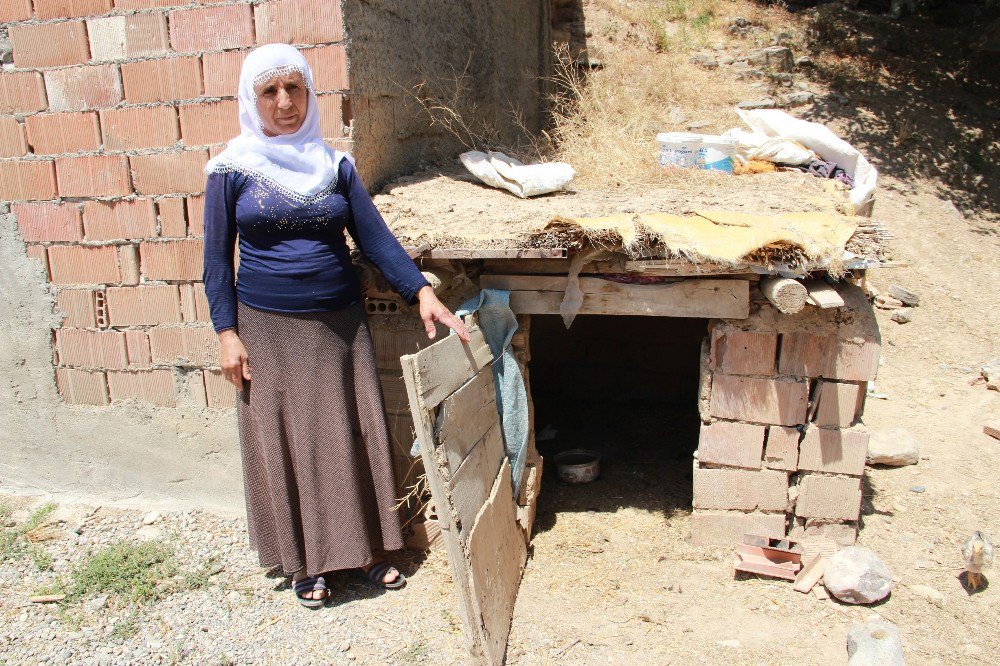 Öldürülen Yılanın Karnından Tavuk Çıktı