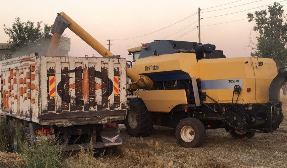 Birecik’te Buğday Hasadı Devam Ediyor