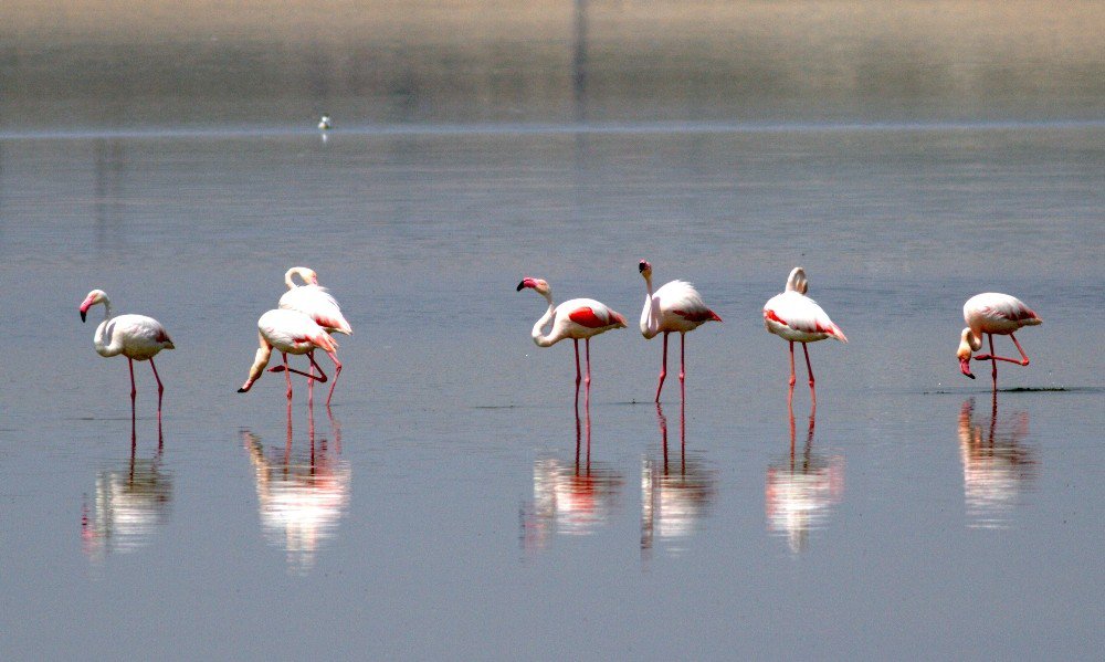 Flamingo Yavruları Tuz Gölü’nde Efsane Yürüyüşlerine Başladı