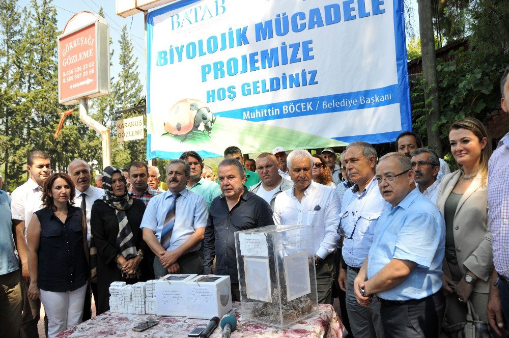 Antalya Zararlı Böceklerle Mücadele Ediyor