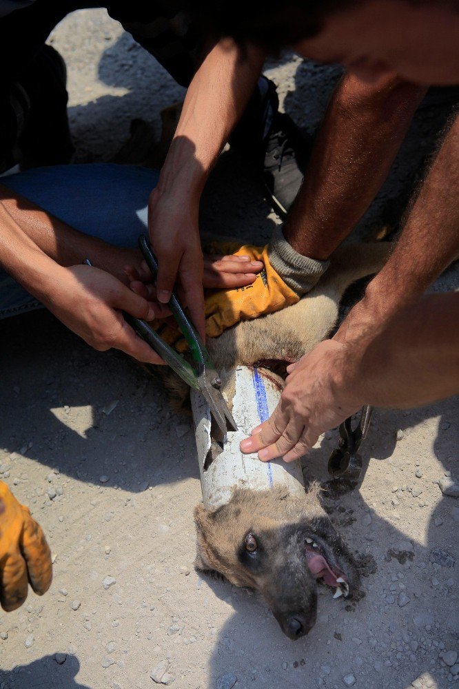 Bir Hafta Kafasındaki Boru İle Yaşayan Köpeğin Yardımına İtfaiye Koştu