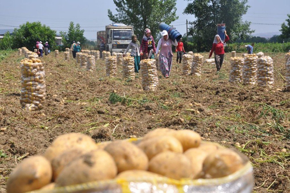 Patates Ve Hububatta Hasat Zamanı