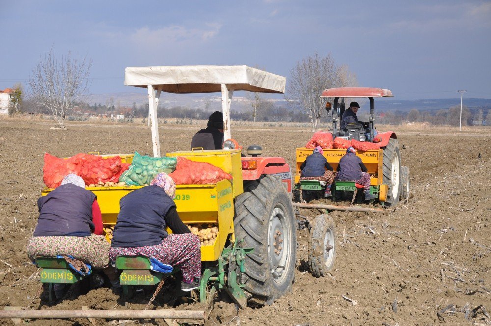 Patates Ve Hububatta Hasat Zamanı