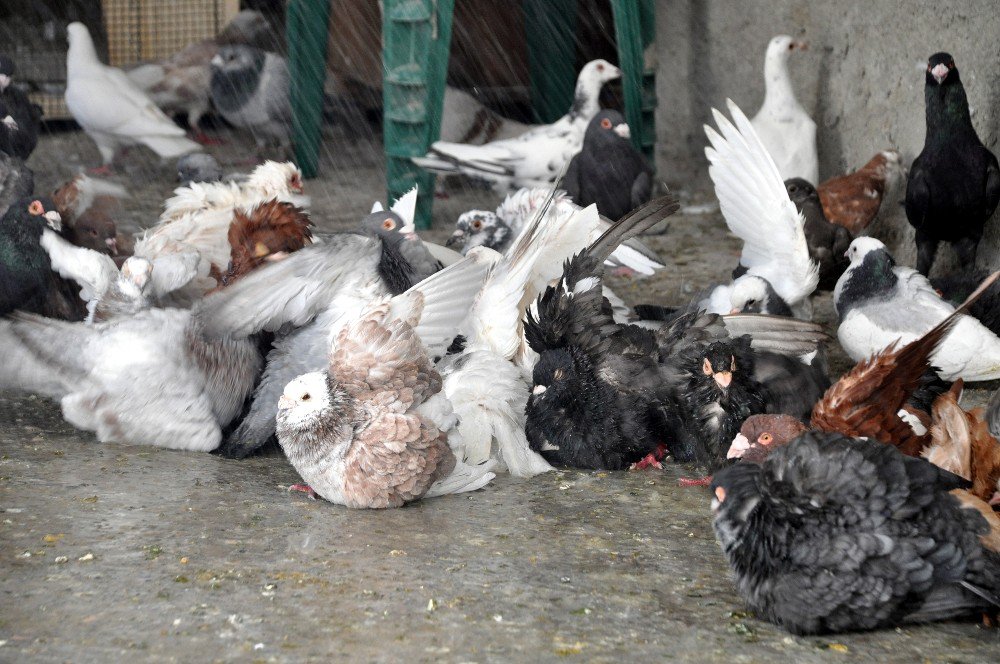 Güvercinler De Sıcaktan Korunmanın Yolunu Buldu