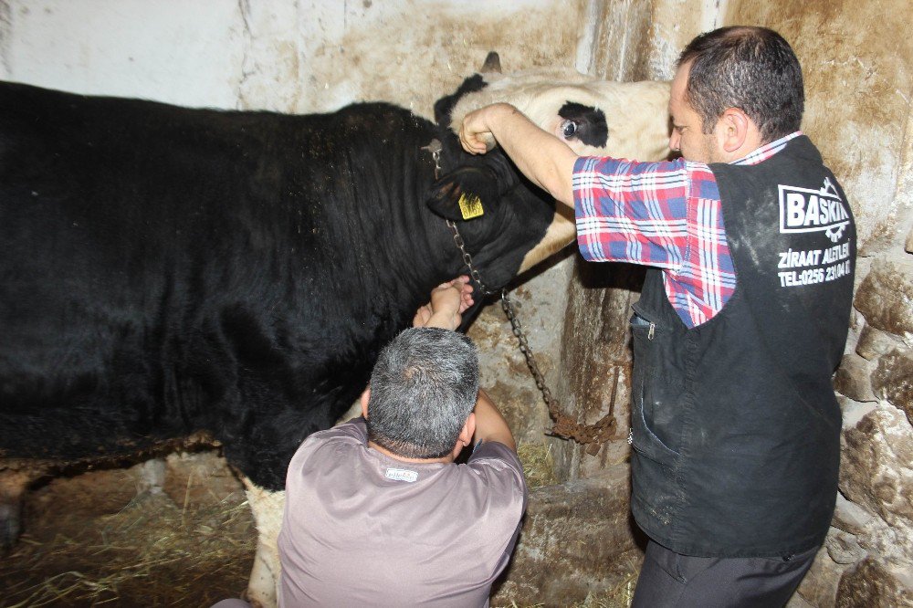 Ani Isı Değişiklikleri Aydın’da Hayvanları Olumsuz Etkiledi