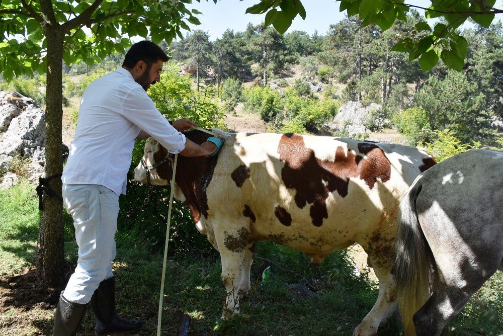 Sıcaktan Strese Giren Hayvanları Su İle Serinletti