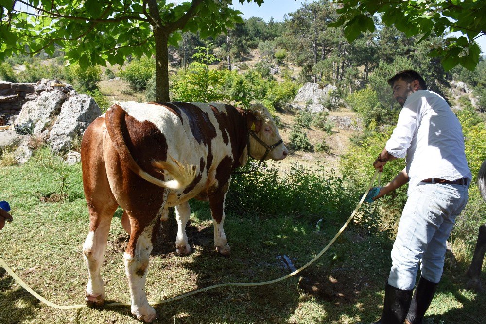 Sıcaktan Strese Giren Hayvanları Su İle Serinletti