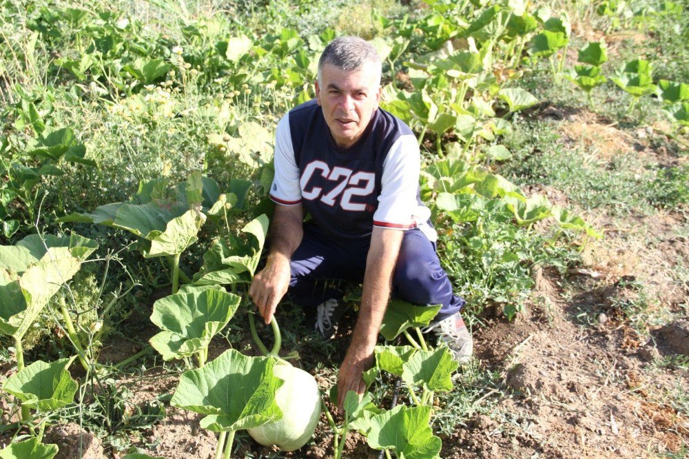 Datça’da İlk Yerel Tohum Hasadı Yapıldı