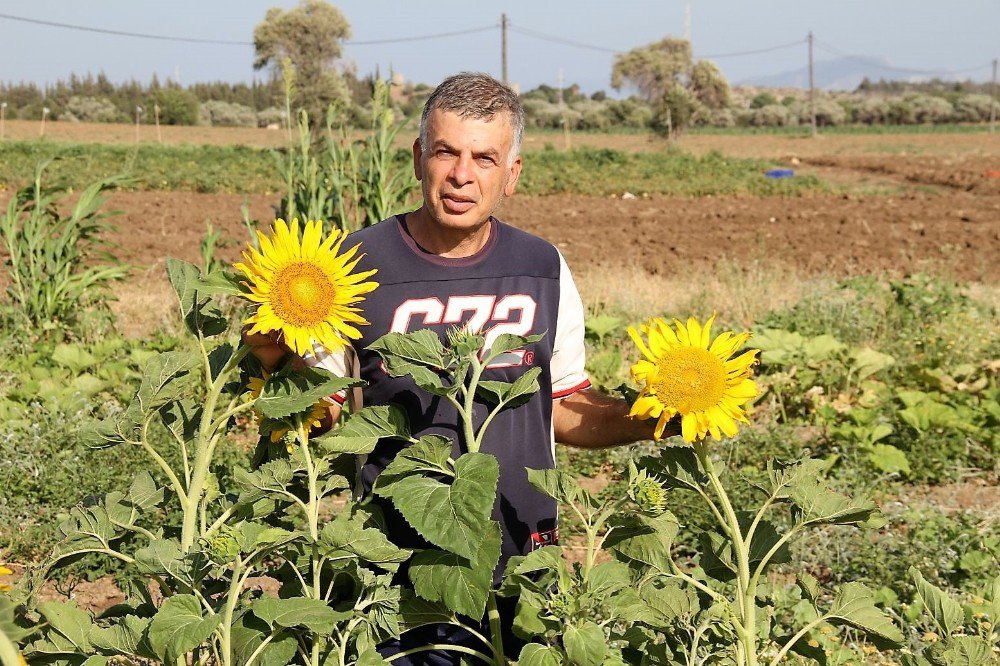 Datça’da İlk Yerel Tohum Hasadı Yapıldı