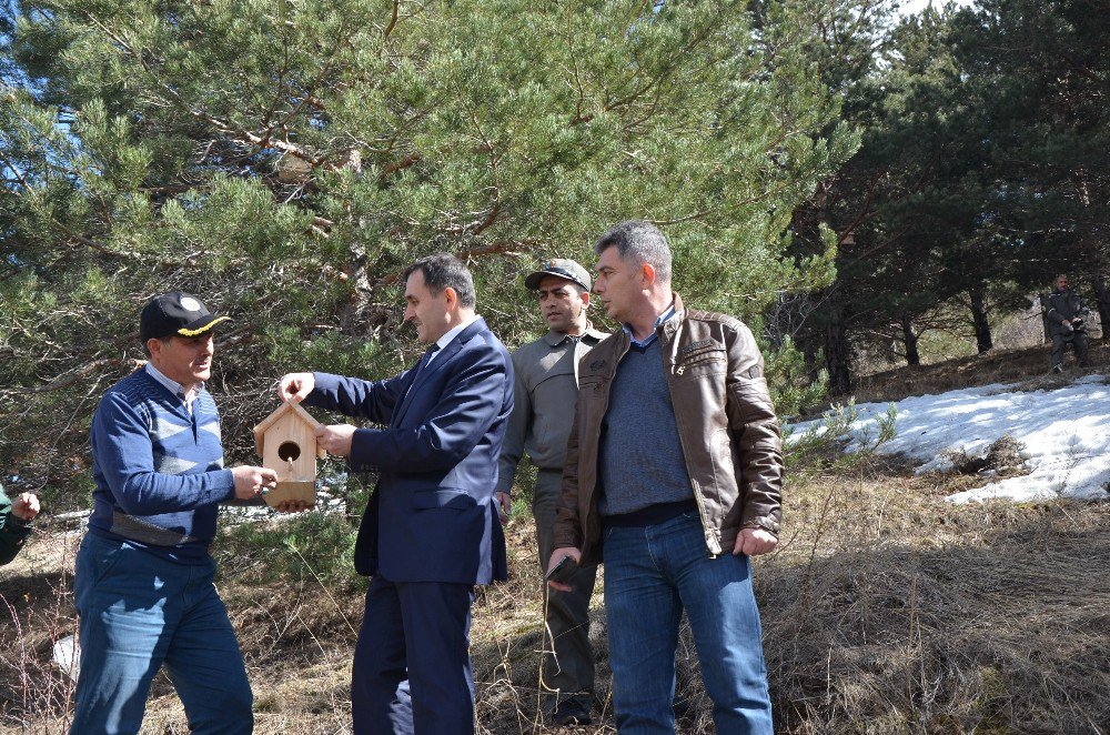 Ormanları Böceklerden Korumak İçin Kuşlara Yuva Yaptılar