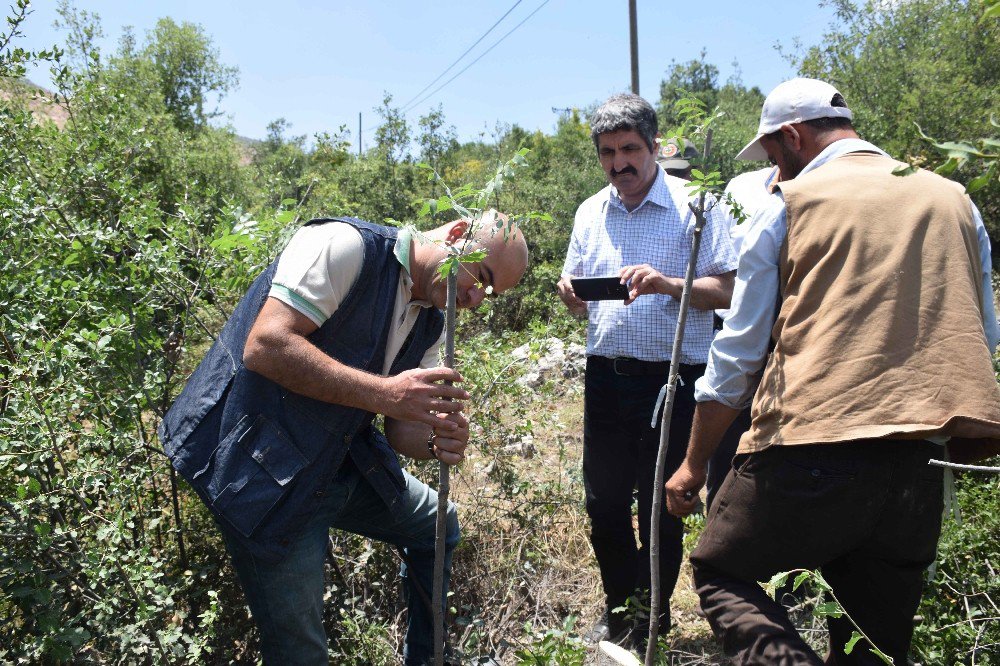 Gaziantep’de Menengiç Ağaçları Antep Fıstığına Dönüşüyor