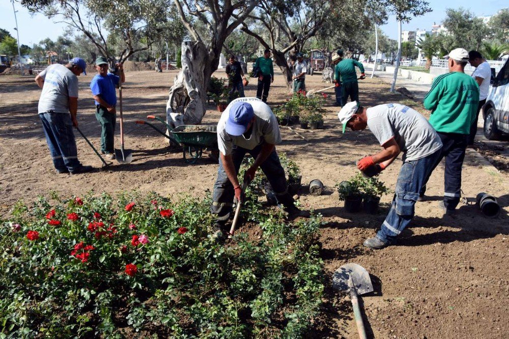 Aliğa’da Zeytinli Park Güllerle Donatıldı