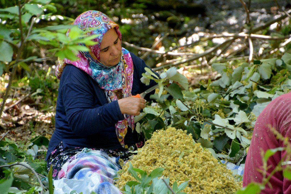 Türkiye’nin En Kaliteli Ihlamuru Karacabey’de