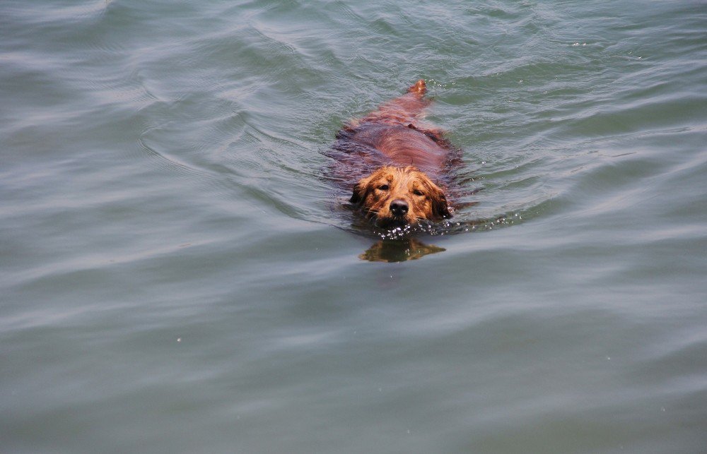 Sıcaktan Bunalan Köpek, Kendini Denize Attı