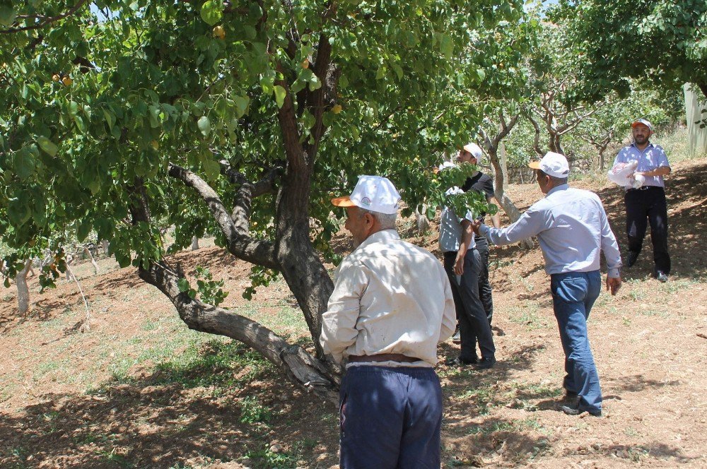 Siirt’te Bahçeler Fıstık Doldu