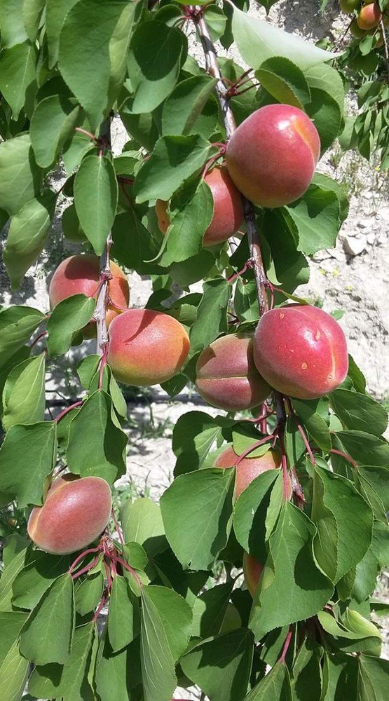 Mut’ta Kayısı Üreticisi Sezonu Mutlu Bitirdi