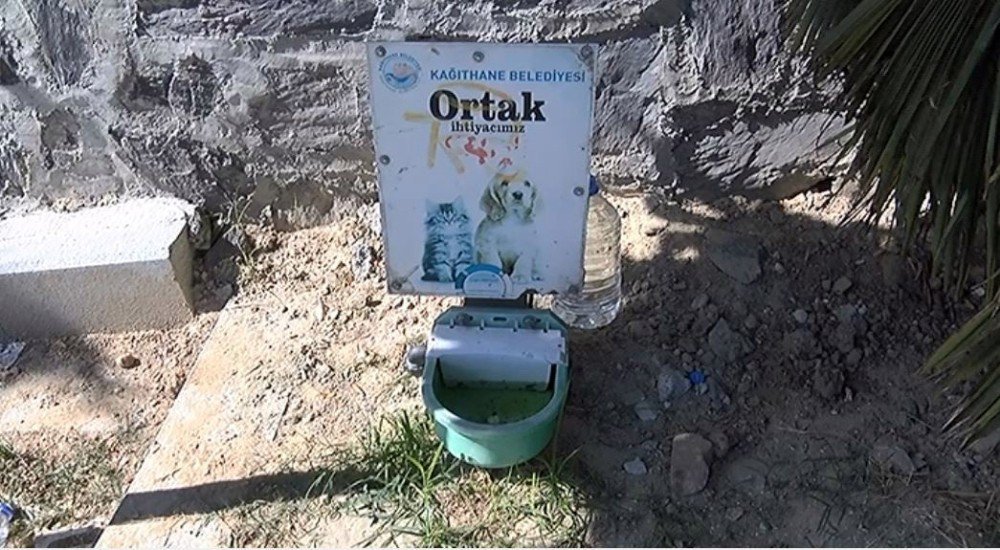 Kağıthane’de Sıcaktan Bunalan Sokak Hayvanları Perişan Durumda