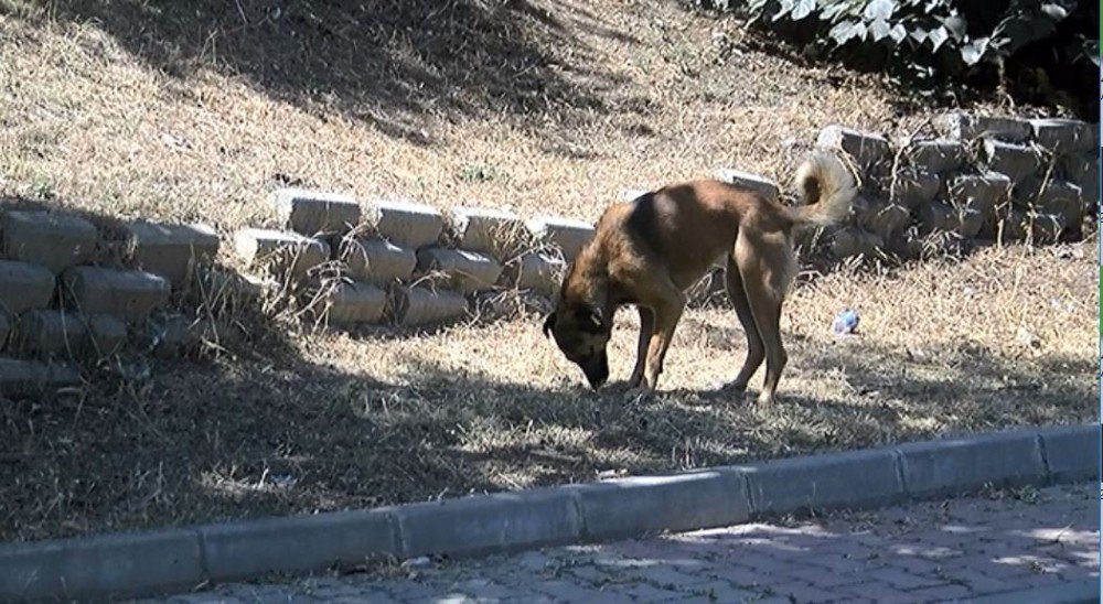 Kağıthane’de Sıcaktan Bunalan Sokak Hayvanları Perişan Durumda