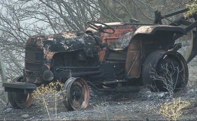 İzmir’deki Yangında Onlarca Zeytin Ağacı Zarar Gördü