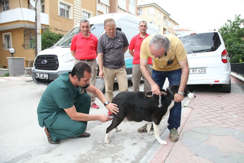 Sokak Hayvanlarına Duyarlı Belediye