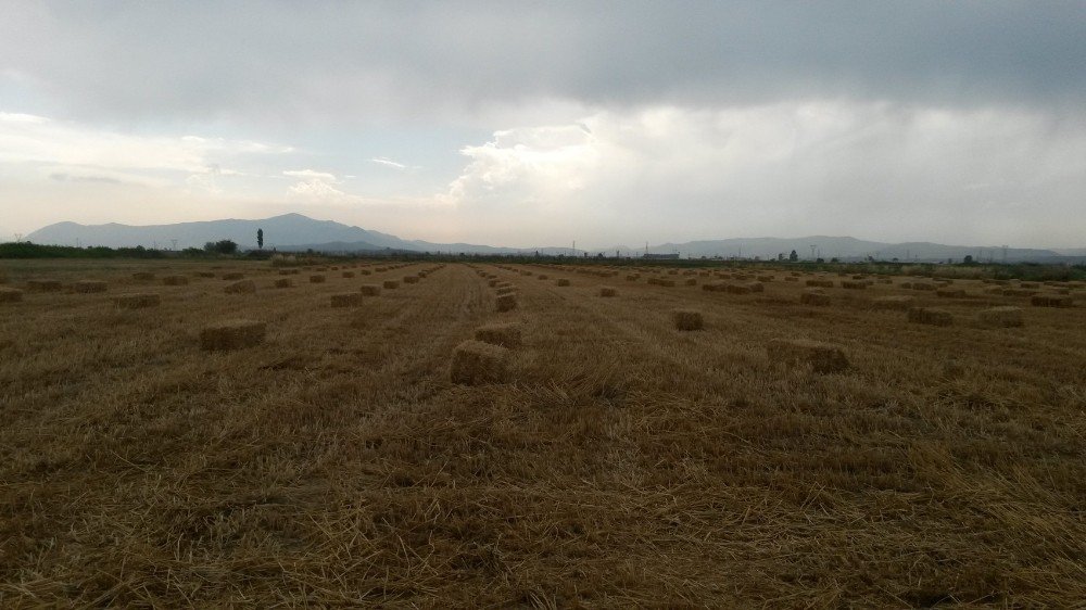 Saman Bolluğu Besicileri Rahatlattı