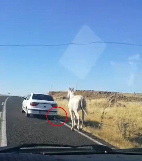 Otomobilin Arkasına Bağlanan Atın Görüntüleri Yürek Sızlattı