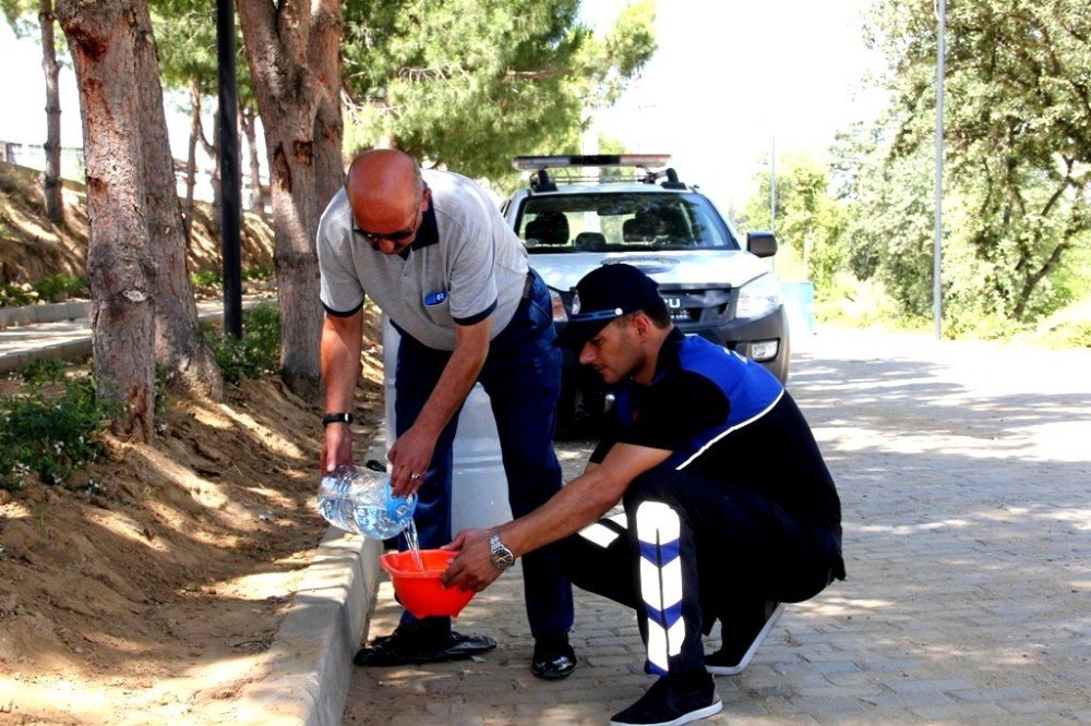 Sokak Hayvanları İçin Zabıta Amirinden Örnek Davranış