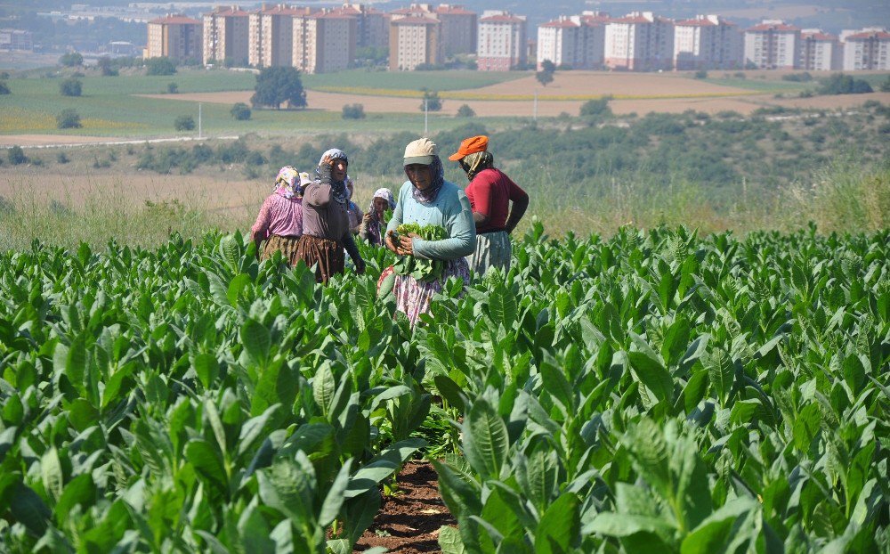 Bursa’da Tütün Hasadı Başladı