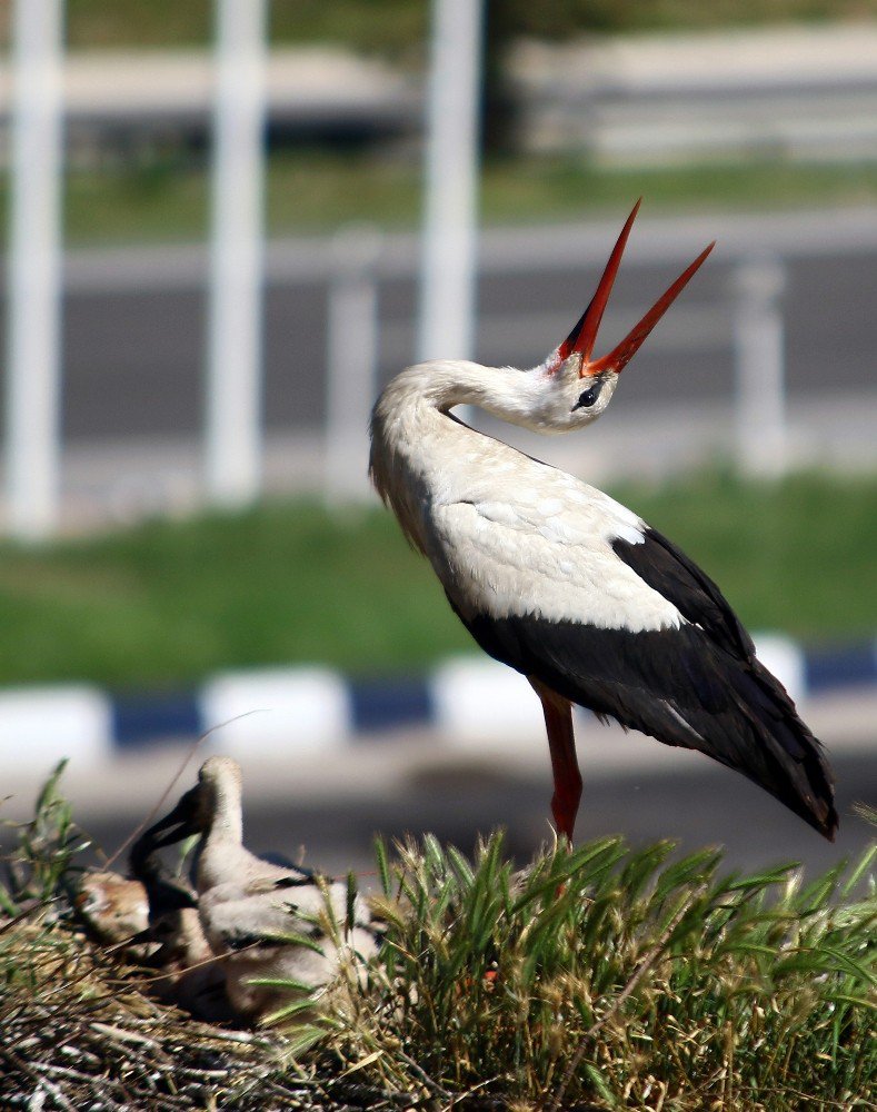 Ankaralı İş Adamı Leylekler İçin Yuva Yaptı