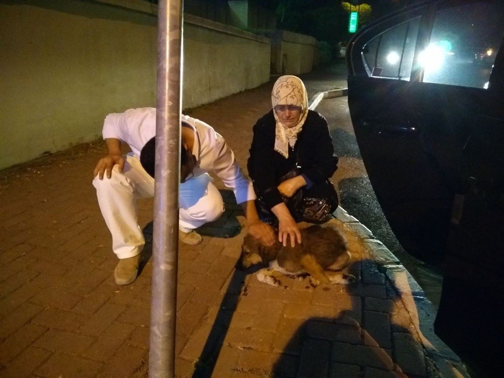 Çarptığı Köpeği Hastaneye Götürdü