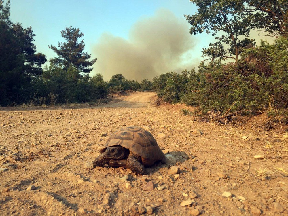 Çanakkale’de Orman Yangını