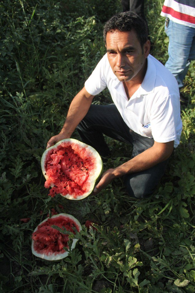 Sıcaklar, Karpuzu Önce Sararttı Sonra Çatlattı