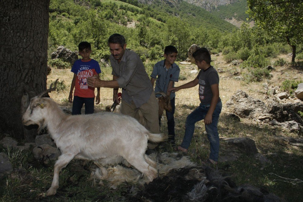 Çobanlar Sıcaktan Etkilenen Hayvanları Kırkarak Suya Sokuyor