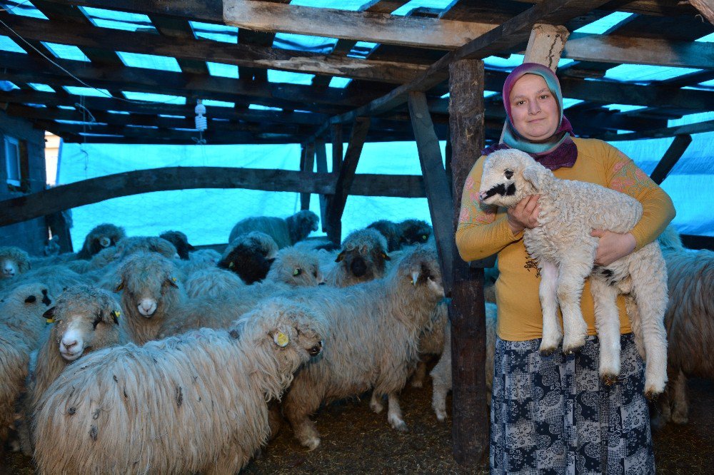 Ordu’nun Koyun Irkı Değişti